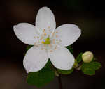 Eastern false rue anemone